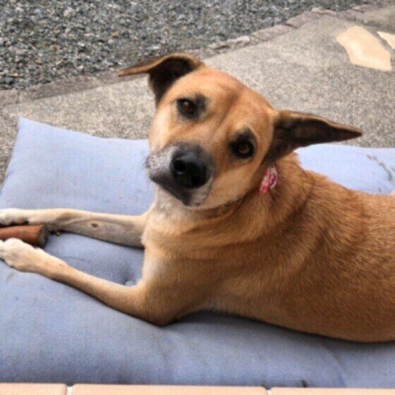 外で青い座布団の上に腹ばいになり、振り向いてこちらを見ている茶色いMIX