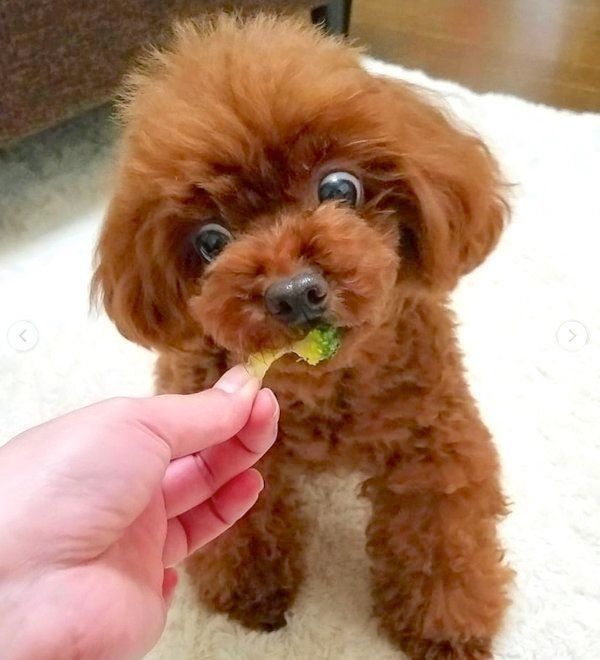 ブロッコリーに熱い視線を送るトイ・プードル