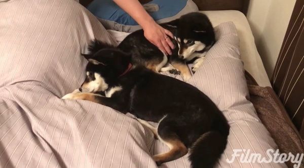 飼い主さんのベッドを占領する柴犬