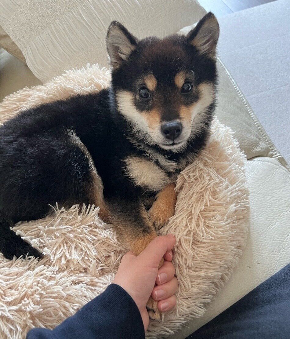 飼い主さんと手をつなぐひじきくん