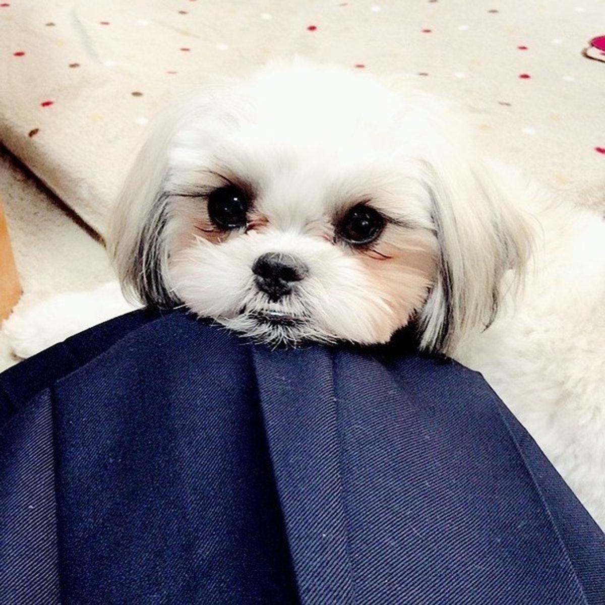 犬のオモシロ習性を解説 犬が人の指に注目するのは一体なんで いぬのきもちweb Magazine 犬のオモシロ習性を解説 犬が人の指に注目するのは一体なんで いぬのきもちweb Magazine