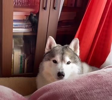 犬　シベリアンハスキー