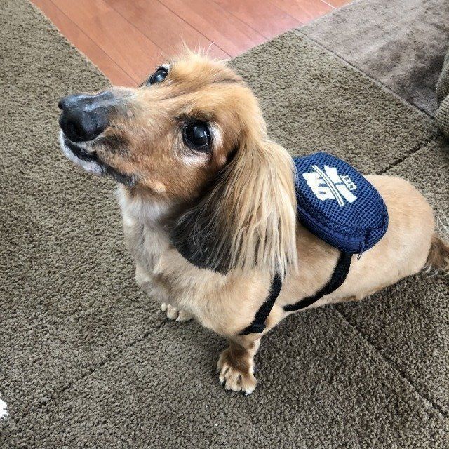 ペットメッシュリュックを背負ってみた