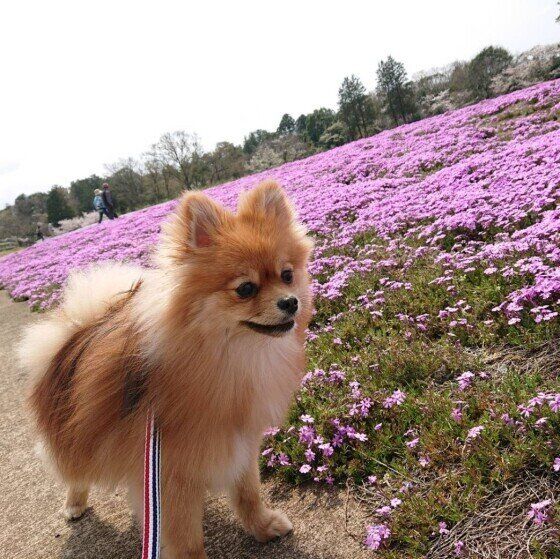 お花に囲まれて散歩中のポメラニアン