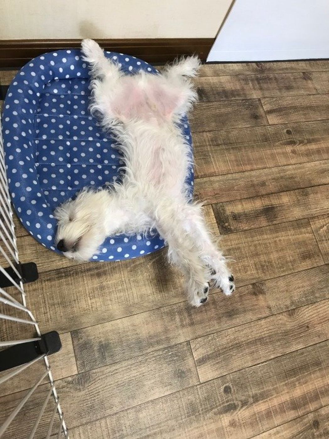 犬が へそ天 するときの心理 かわいい画像もたっぷりご紹介 いぬのきもちweb Magazine 犬が へそ天 するときの心理 かわいい画像もたっぷりご紹介 いぬのきもちweb Magazine
