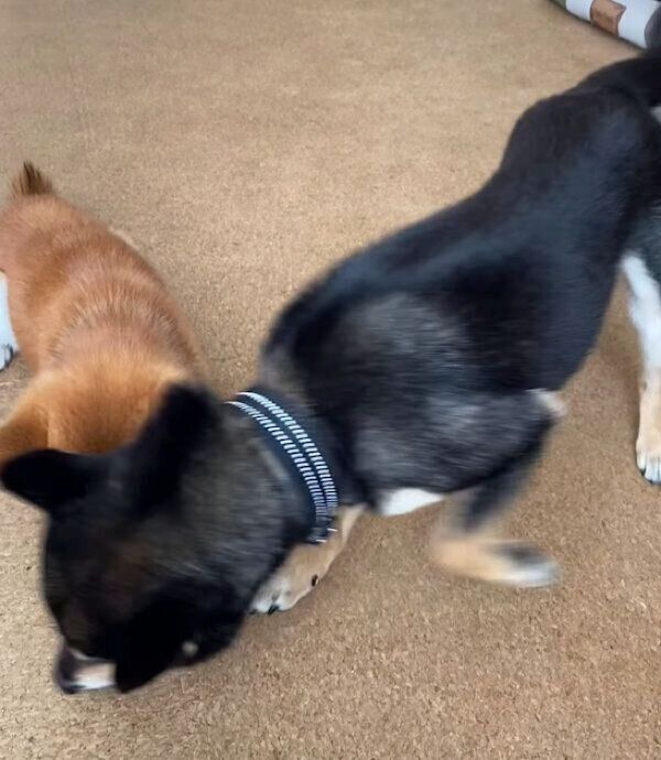 おでんくんのおやつを横取りするおはぎくん