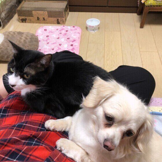 ミックス犬のモグちゃん