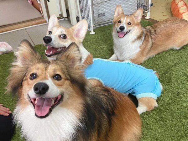 仲良しなせこむちゃん、うりちゃん、くまくん