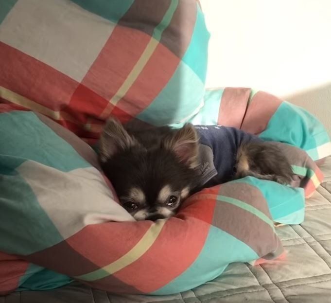 眠そうなチワワ