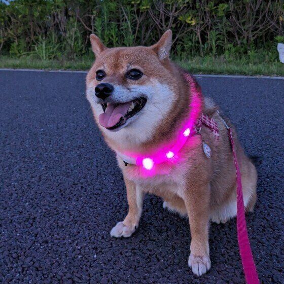 柴のまめ子ちゃん