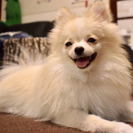 微笑むポメラニアン