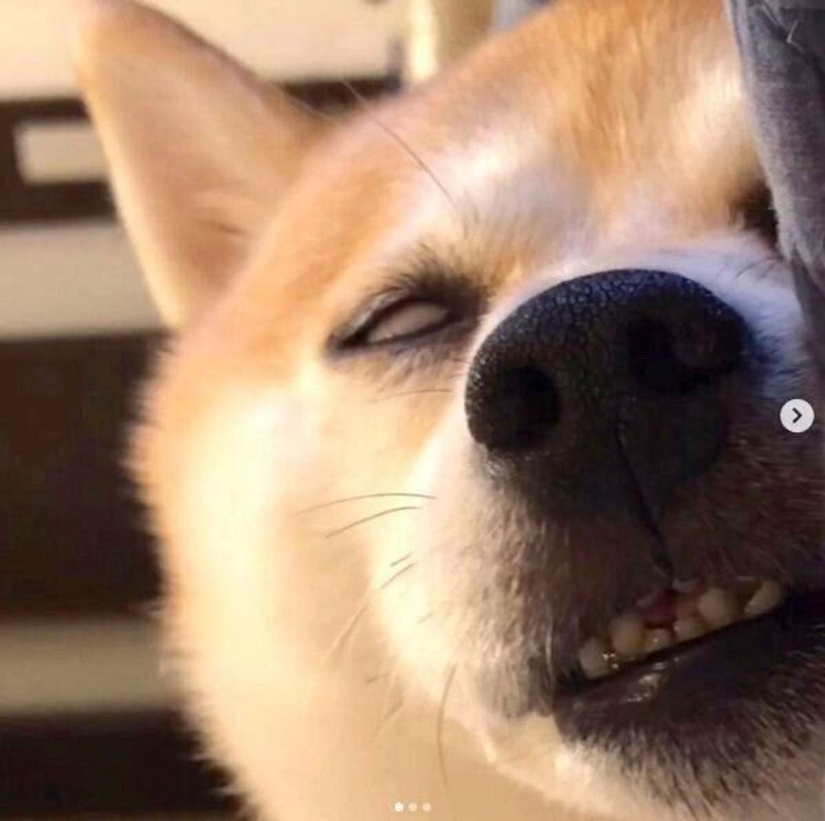 2分26秒も続いた豆柴の ホラー顔 強烈な寝顔がクセになる可愛さだった いぬのきもちweb Magazine 2分26秒も続いた豆柴の ホラー顔 強烈な寝顔がクセになる可愛さだった いぬのきもちweb Magazine