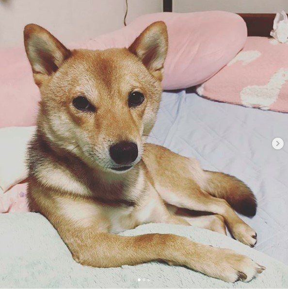 柴犬（マメシバ）福ちゃん