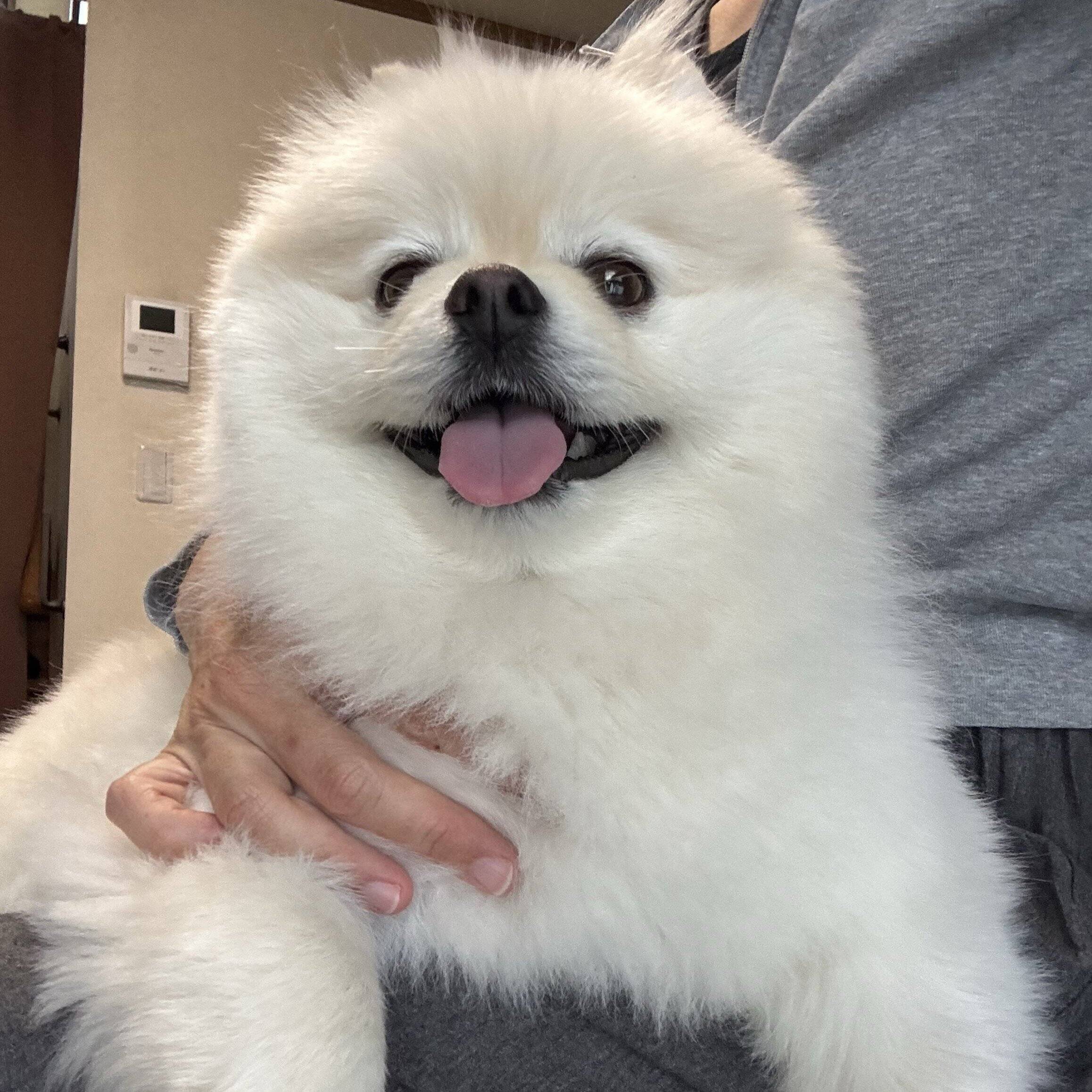 りんくんのふだんの様子　飼い主さんにくっついて嬉しそう