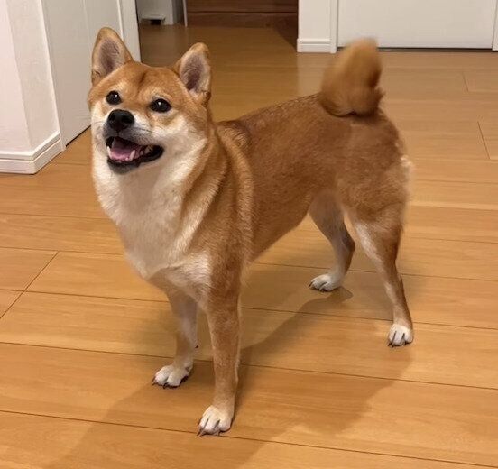 ボール遊び中のむぎちゃん