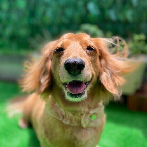 笑顔のミニチュア・ダックスフンド