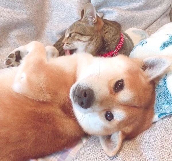 寄り添うHaluくんとMugiくん