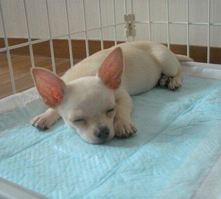 吉田さんの愛犬チャーリー