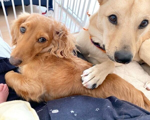 見つめるりくちゃん、らむちゃん