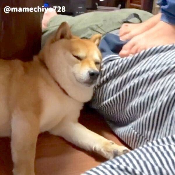 パパさんに添い寝する柴の豆千代くん 