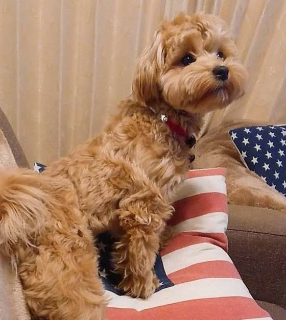 犬も嫉妬するんです ストレスになるほどの強い嫉妬に注意 いぬのきもちweb Magazine