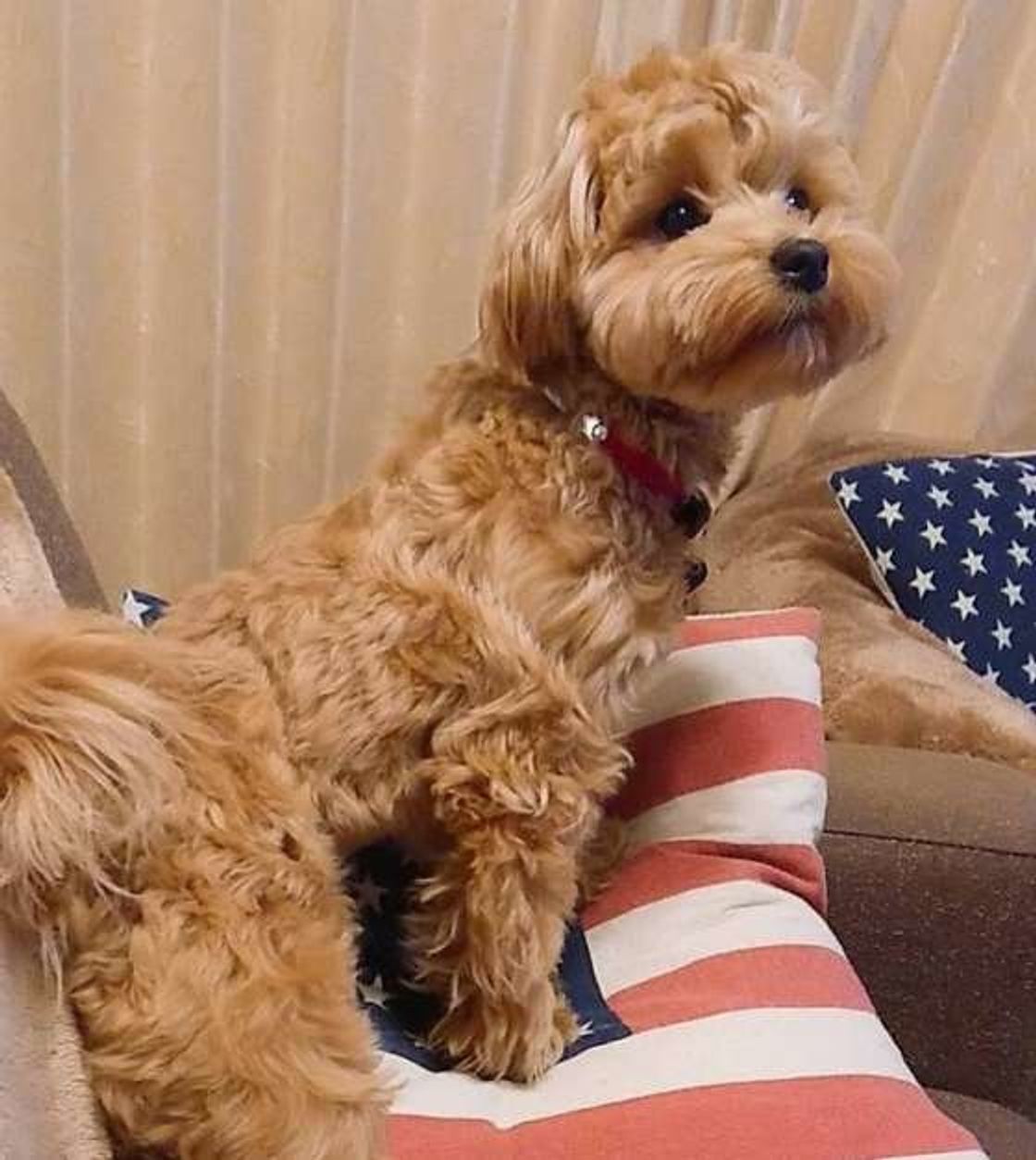 犬も嫉妬するんです ストレスになるほどの強い嫉妬に注意 いぬのきもちweb Magazine 犬も嫉妬するんです ストレスになるほどの強い嫉妬に注意 いぬのきもちweb Magazine