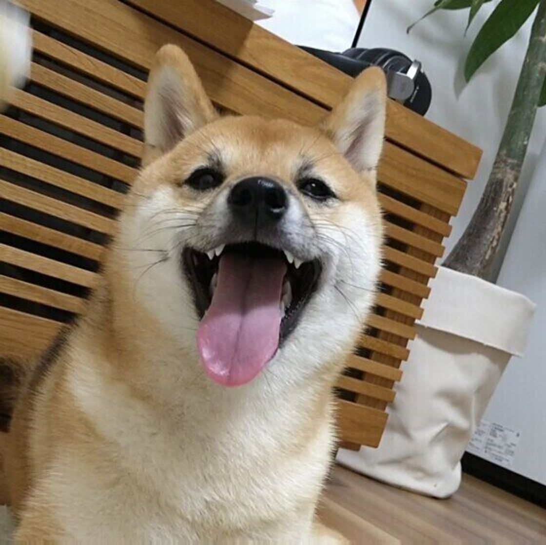 犬が 仮病をする って本当 学習能力の高さゆえの行動とは いぬのきもちweb Magazine 犬が 仮病をする って本当 学習能力の高さゆえの行動とは いぬのきもちweb Magazine