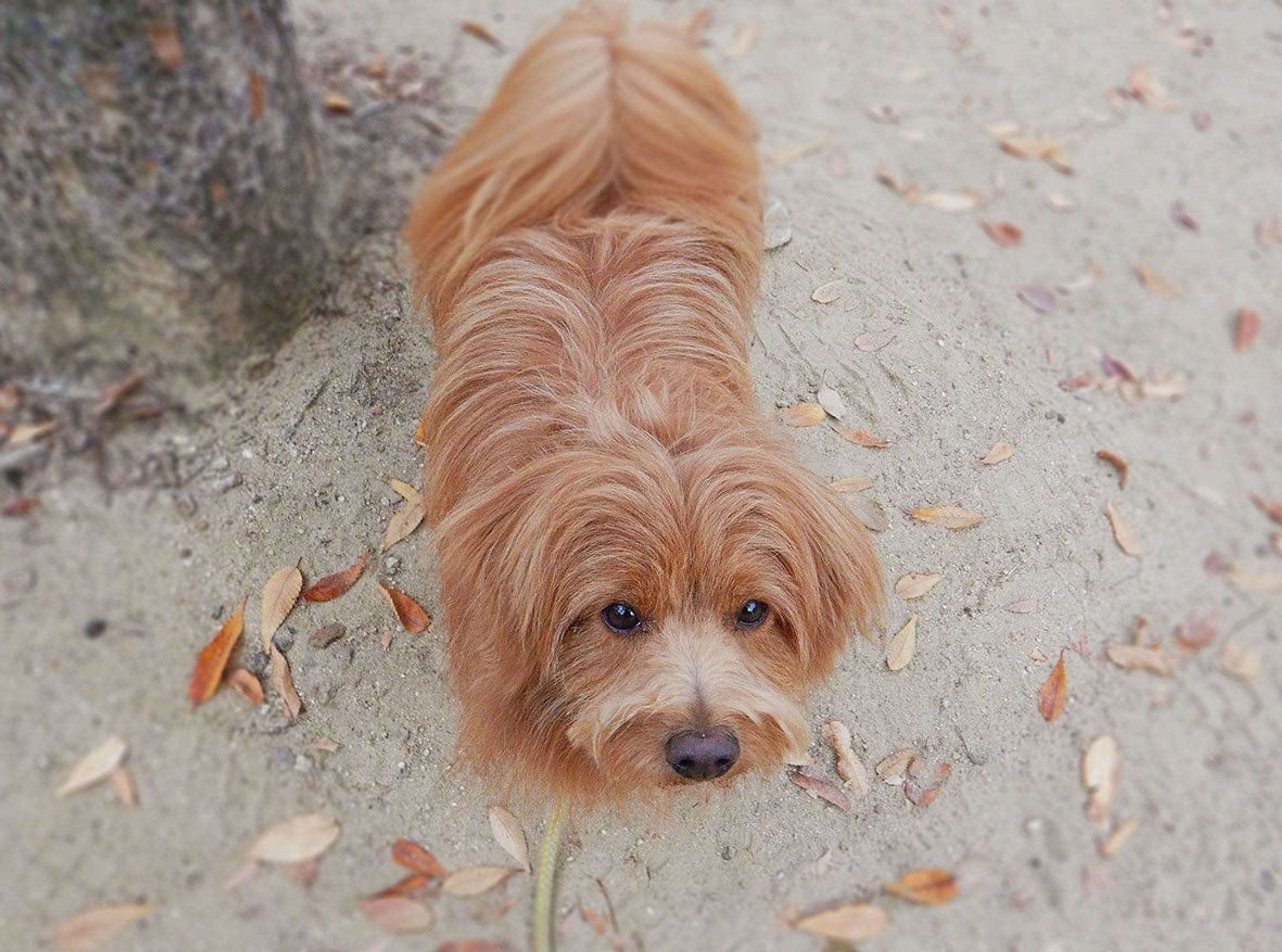 他の犬を撫でているときのしぐさ やきもち それとも 連載 こぐま犬てんすけ Vol 39 いぬのきもちweb Magazine 他の犬を撫でているときのしぐさ やきもち それとも 連載 こぐま犬てんすけ Vol 39 いぬのきもちweb Magazine