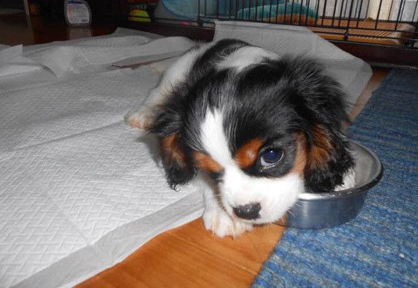 見つめるキャバリア・キング・チャールズ・スパニエル