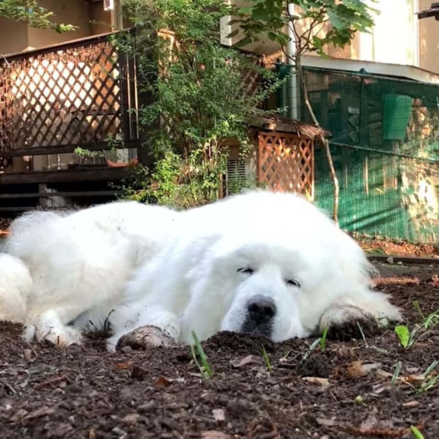 朝の空気が心地よすぎて お散歩に行くか少し迷っちゃう大型犬 いぬのきもちweb Magazine 朝の空気が心地よすぎて お散歩に行くか少し迷っちゃう大型犬 いぬのきもちweb Magazine