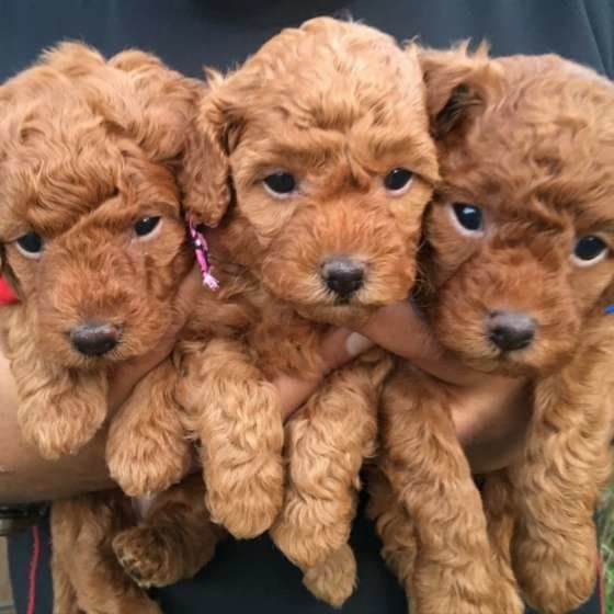 人の健康によい食べ物でも犬に与えるのは待って!与え方と注意点