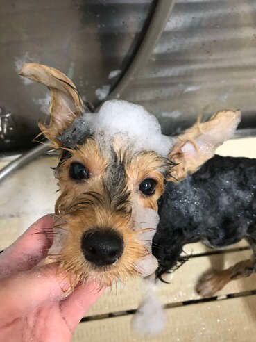 シャンプー中のヨークシャー・テリア