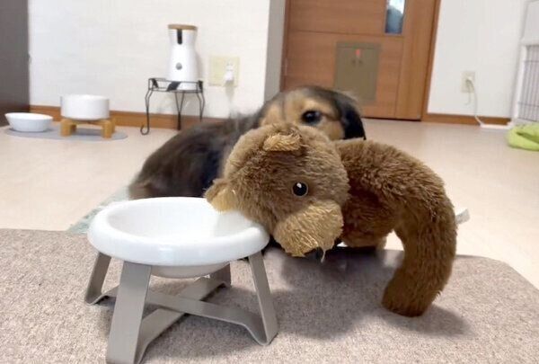 ボウルにくまのぬいぐるみを乗せる、るのんくん