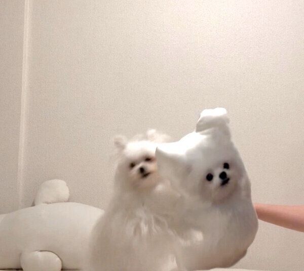 クッションで遊ぶかわいーぬちゃん