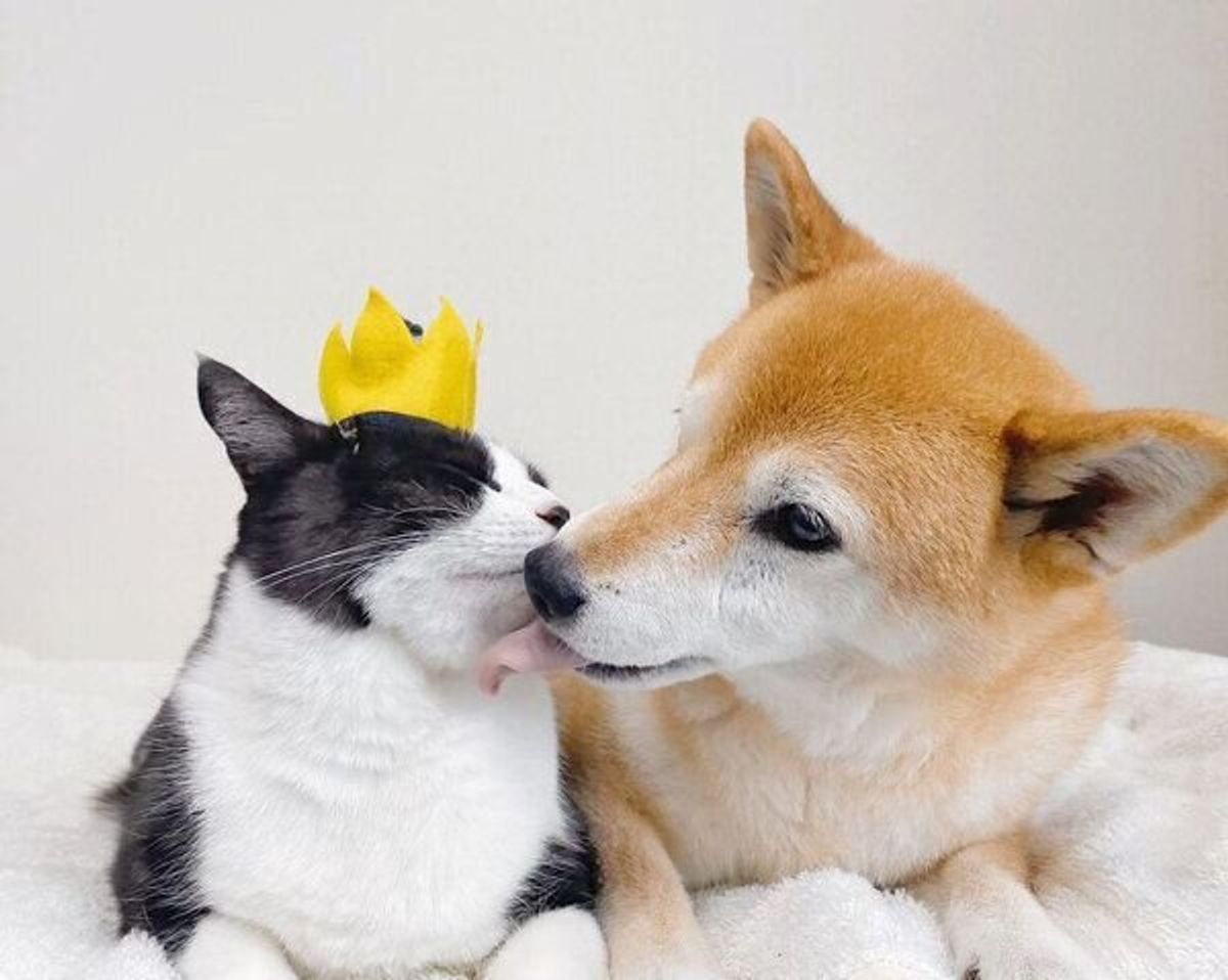 お互いの姿が見えないと 探しちゃうほど 14才のシニア犬と保護猫の 仲良しぶり が微笑ましい いぬのきもちweb Magazine お互いの姿が見えないと 探しちゃうほど 14才のシニア犬と保護猫の 仲良しぶり が微笑ましい いぬのきもちweb Magazine