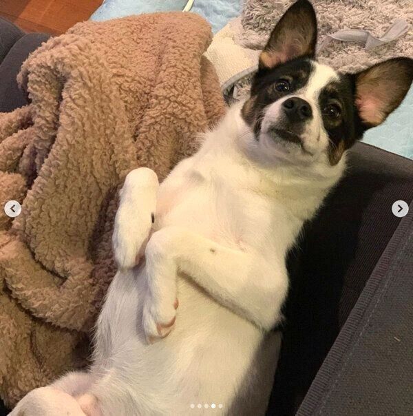 寝転がる助六くん