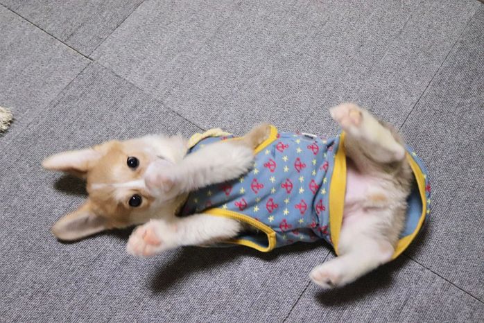 子犬時代のエクルくん