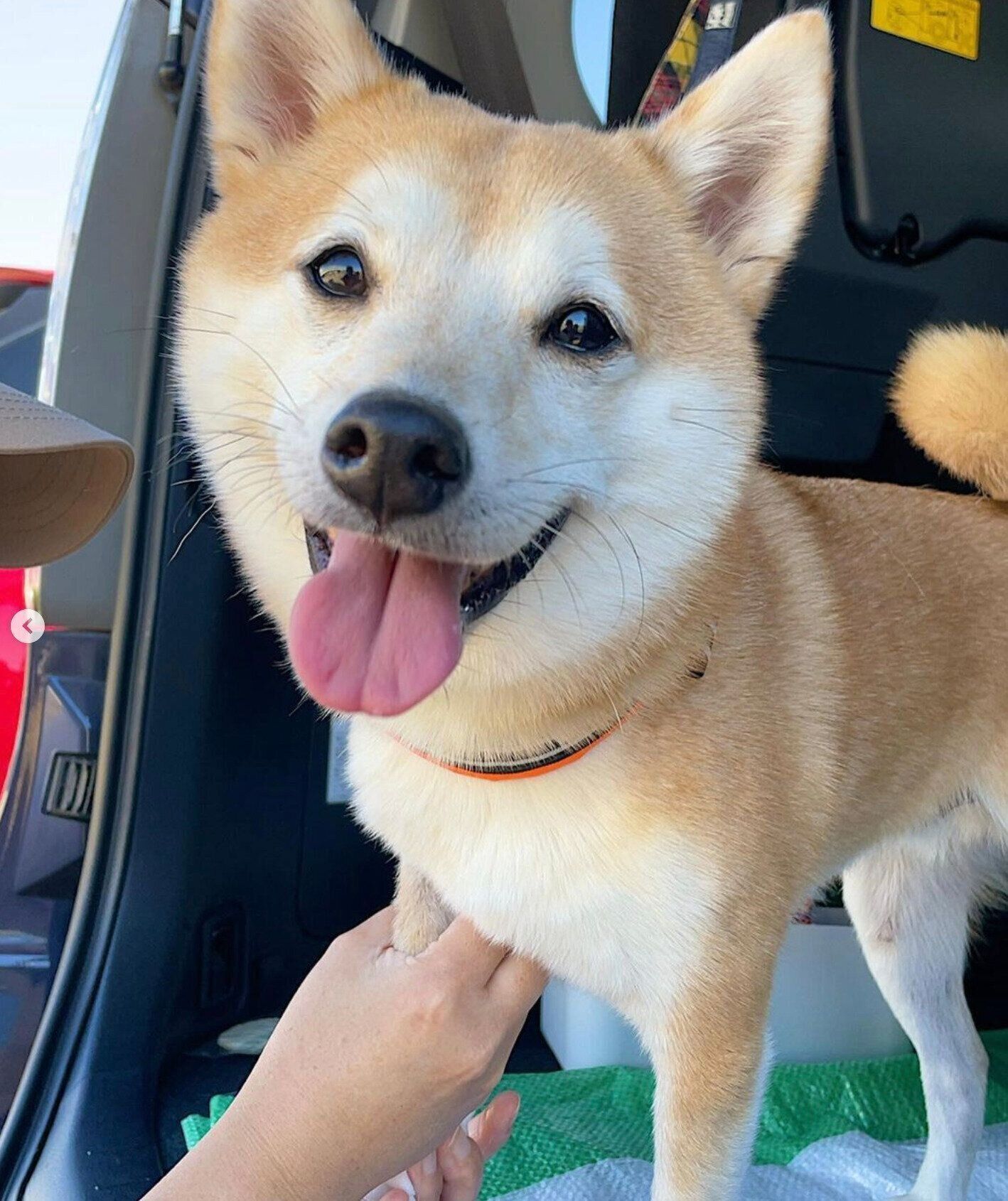 散歩後に足を拭いてもらうこてつくん