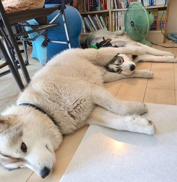 ロキちゃんの足に挟まるラリマーちゃん