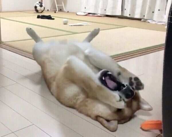 ごはんを早食いしたことを後悔するこむぎくん