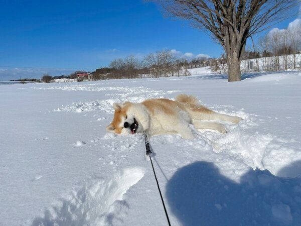 雪が大好きなまるくん