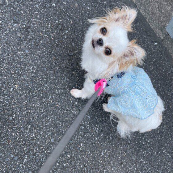 散歩するチワワ