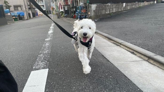 散歩をするしびれくん