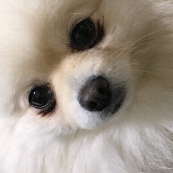 ドアップのポメラニアンフレーゲルちゃん