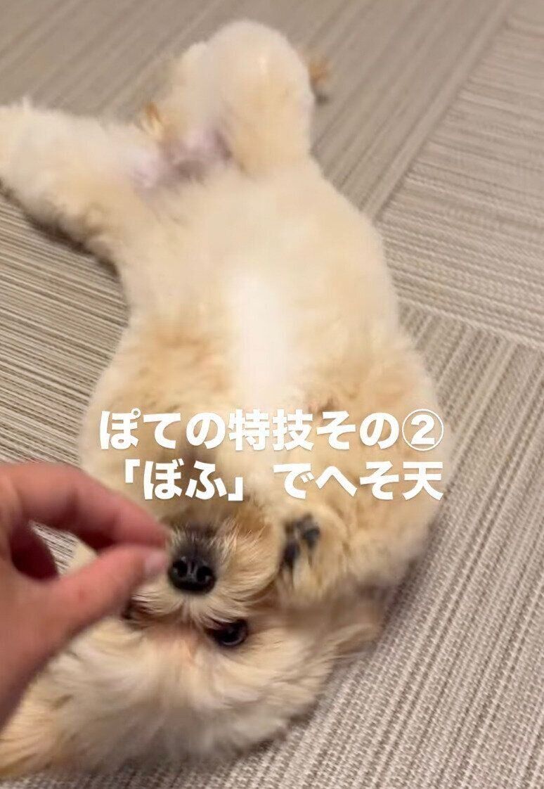 「ぼふっ」の声かけでヘソ天をするぽてちゃん