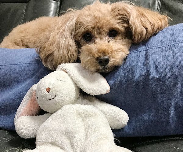 見つめるトイ・プードル