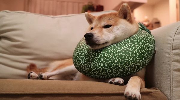 見ていると眠くなってくる ふて寝ワンコの表情が癒し系すぎる いぬのきもちweb Magazine