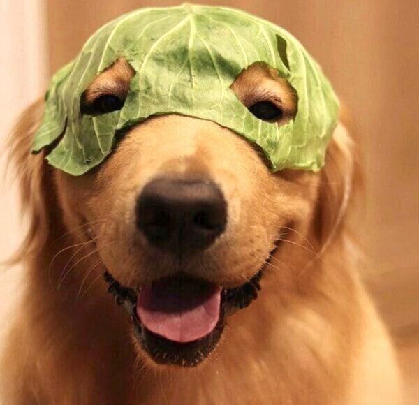 笑顔のモッシュくん