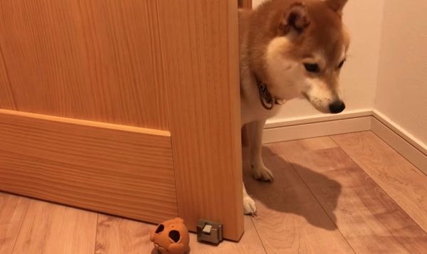 散歩を拒否する柴犬