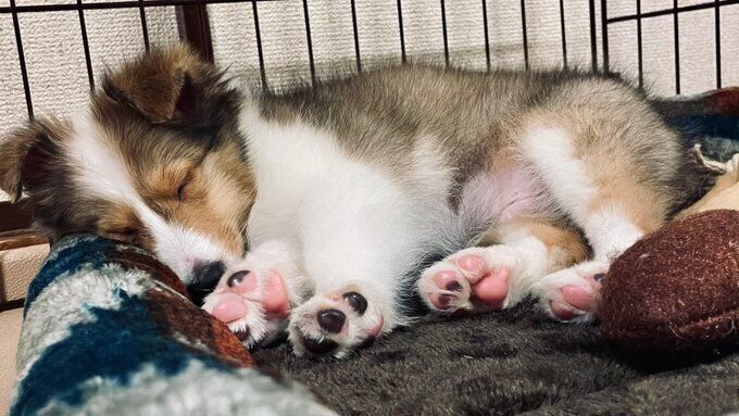 子犬時代のつくくん ぐっすり眠っている姿がかわいい